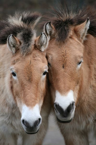 دو اسب پرژوالسکی equus ferus przewalskii