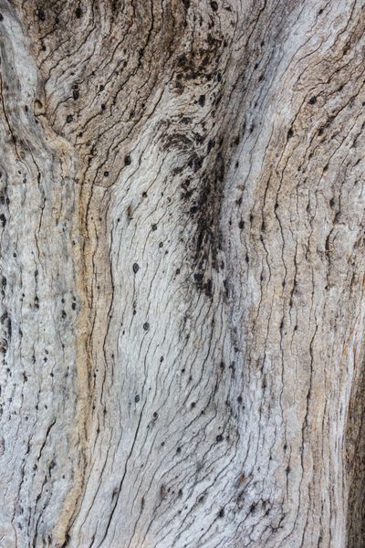 الگوی درخت چوب