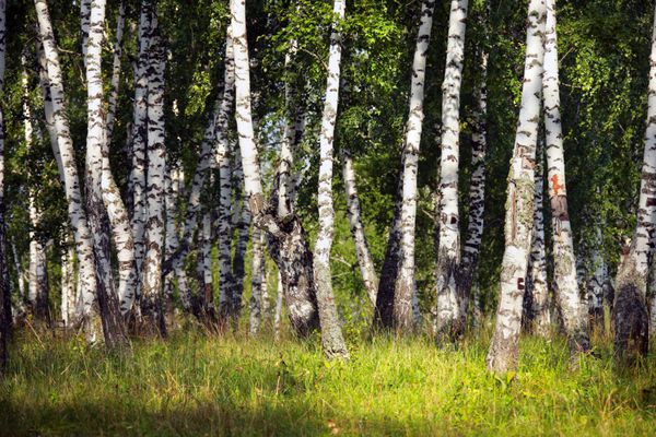 مناظر زیبای تابستانی بیشه توس در urals در یک روز آفتابی روشن