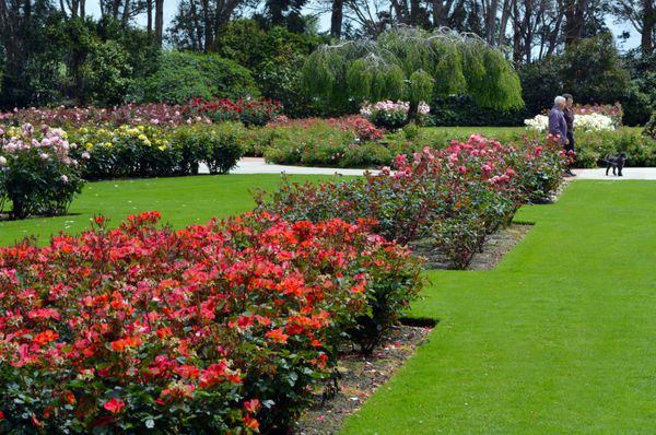 پالمرستون شمالی nzl - 29 نوامبر 2014 بازدیدکنندگان در باغ رز دوگالد مکنزی این باغ در سال 1968 افتتاح شد و حاوی بیش از 5000 گل رز در تخت های نامگذاری شده است