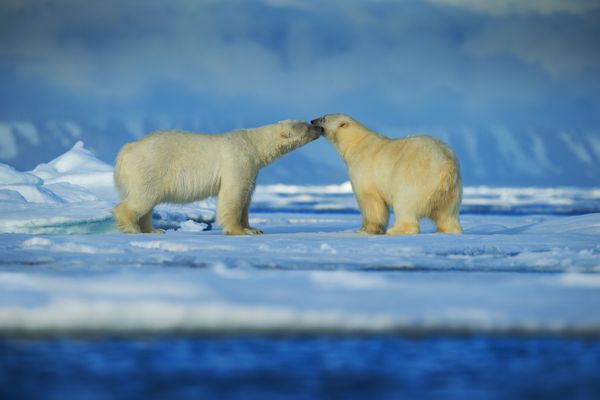 زوج خرس قطبی روی یخ رانش در آرتیکت svald در آغوش گرفته اند