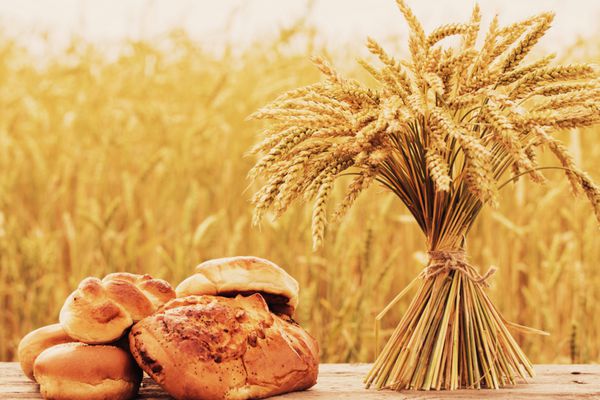 نان و گندم روی میز چوبی در مزرعه پاییزی