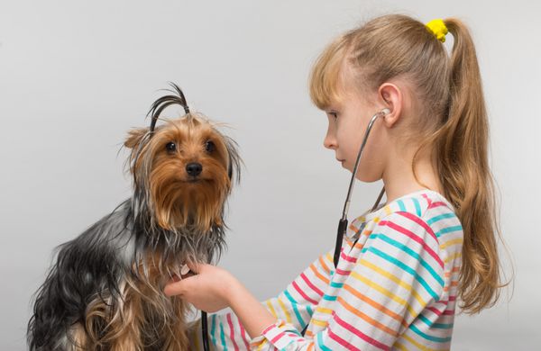 دختر کوچولو به یک توله سگ یورکشایر تریر گوشی پزشکی گوش می دهد