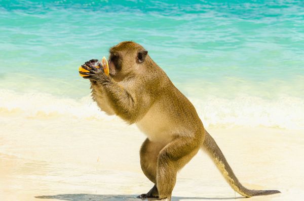 میمون در حال نوشیدن آب میوه که او از یک توریست ساحل میمون جزایر فی فی تایلند دریافت کرد
