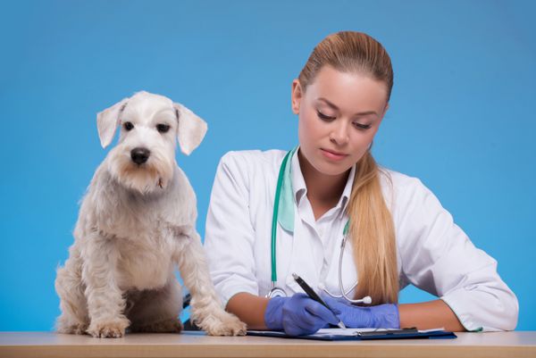 به نمودار پزشکی او نگاه می کند یک دامپزشک زن جوان در حال معاینه یک سگ در مطب خود و نوشتن در نمودار پزشکی جدا شده در پس زمینه آبی