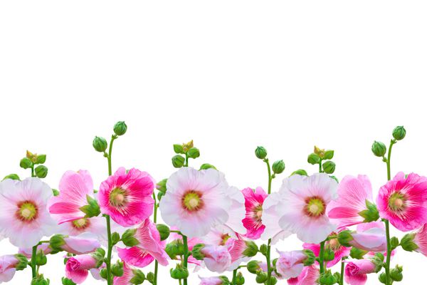 گل در باغ گل هالی هاک هالی هاک صورتی جدا شده در پس زمینه سفید