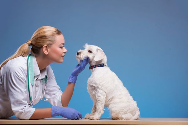 ما بهترین مراقبت از حیوانات خانگی شما را انجام می دهیم پرتره یک دامپزشک جوان زیبا که روی یک سگ دوست داشتنی جدا شده روی پس زمینه آبی نوازش می کند