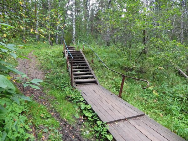 راه پله چوبی در جنگل