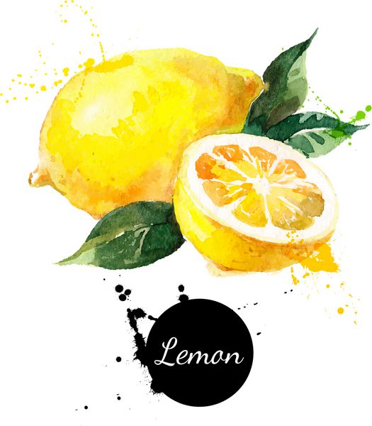 نقاشی با آبرنگ روی زمینه سفید وکتور از لیمو میوه