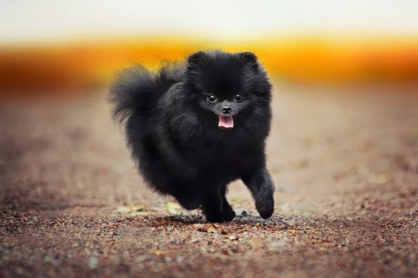 توله سگ اسپیتز پامرانین سیاه در حال دویدن به سمت دوربین