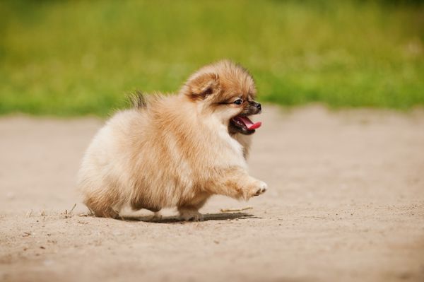 توله سگ اسپیتز پامرانین کوچک در حال راه رفتن در تابستان