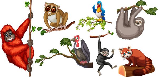 تصویر حیوانات مختلف روی شاخه ها