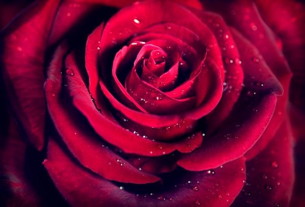 پس زمینه نزدیک گل رز قرمز نمای نزدیک قرمز تیره زیبا نماد عشق طراحی کارت