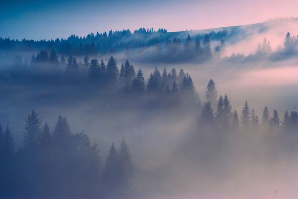 نور صبح در یک جنگل مه آلود کارپات صبح زود روز جدید