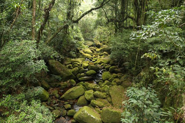 برزیل - منظره جنگل در ماتا آتلانتیکا اکوسیستم جنگل های بارانی اقیانوس اطلس در پارک ملی سرا دوس اورگاوس ایالت ریودوژانیرو