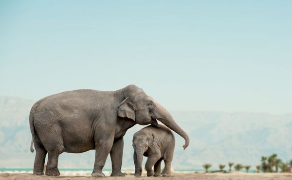 فیل مادر و نوزاد در طبیعت با پس زمینه کوه