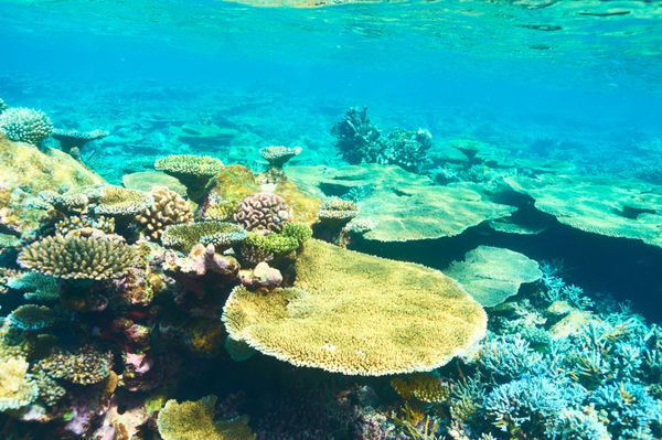 صخره مرجانی در جزیره مرجانی آری جنوبی مالدیو