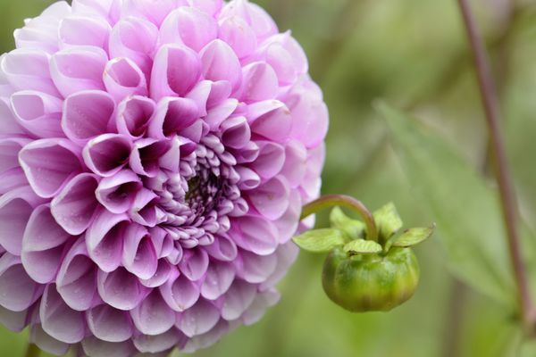 گل محمدی و غنچه با قطرات آب در باغ