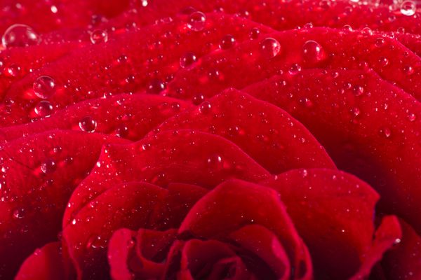 یک تک جوانه گل رز قرمز ماکرو نزدیک با قطرات آب جدا شده روی سفید