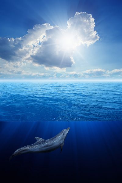 حیات وحش زیر آب دریایی - دلفین در آب آبی شفاف شنا می کند خورشید درخشان از بالا می تابد
