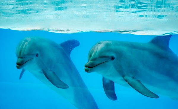 زوج دلفین در یک استخر