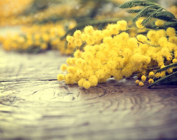 گل های بهاری میموزا روی میز چوبی طراحی روز مادر یا عید پاک فصل بهار تندی po