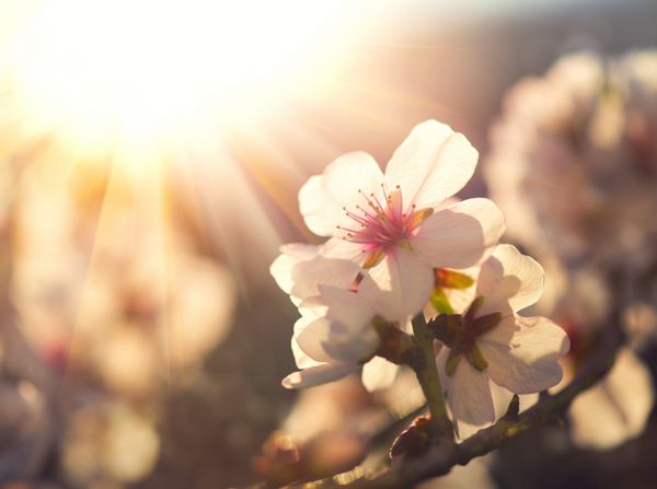 فصل بهار پس زمینه شکوفه گل های بهاری منظره زیبای طبیعت با درخت شکوفه و شعله خورشید روز آفتابی باغستان زیبا