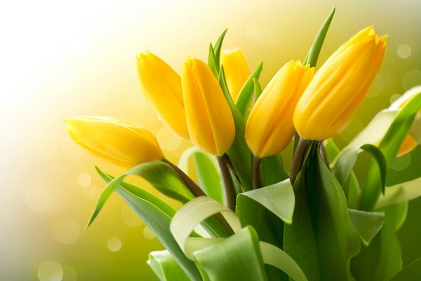 دسته گل های بهاری دسته گل لاله زرد زیبا هدیه زیبای عید پاک یا روز مادر روی پس زمینه تار سبز طبیعت فصل بهار