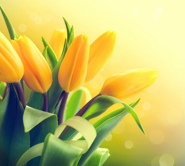 دسته گل های بهاری دسته گل لاله زرد زیبا هدیه زیبای عید پاک یا روز مادر روی پس زمینه تار سبز طبیعت فصل بهار