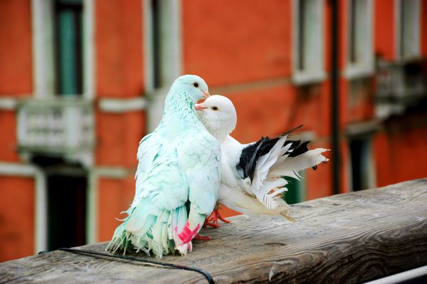 دو کبوتر رنگارنگ در حال بوسیدن روی نرده پل در ونیز ایتالیا نمایی از پل آکادمی پس زمینه تعطیلات عاشقانه