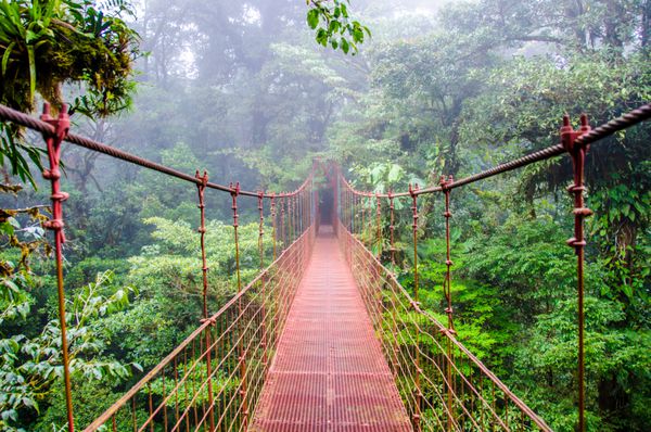 پل در جنگل های بارانی - کاستاریکا - مونته ورد