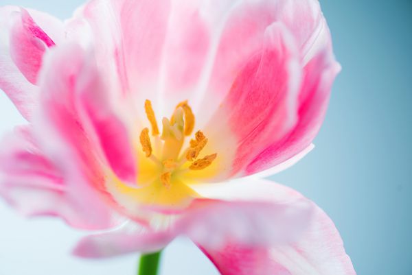 نمای زیبای گل بهاری طراحی هنر لاله ماکرو زیبایی تمرکز نرم