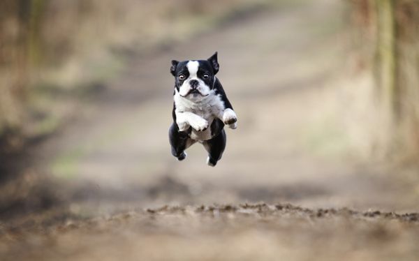 زیبا و سرگرم کننده جوان بوستون تریر سگ ترفند توله سگ پرواز پرش و دویدن دیوانه