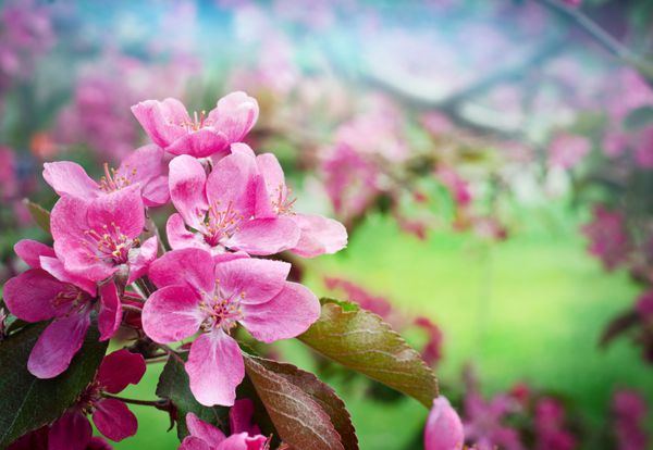 ساکورا شکوفه های گیلاس در فصل بهار گل های صورتی زیبا