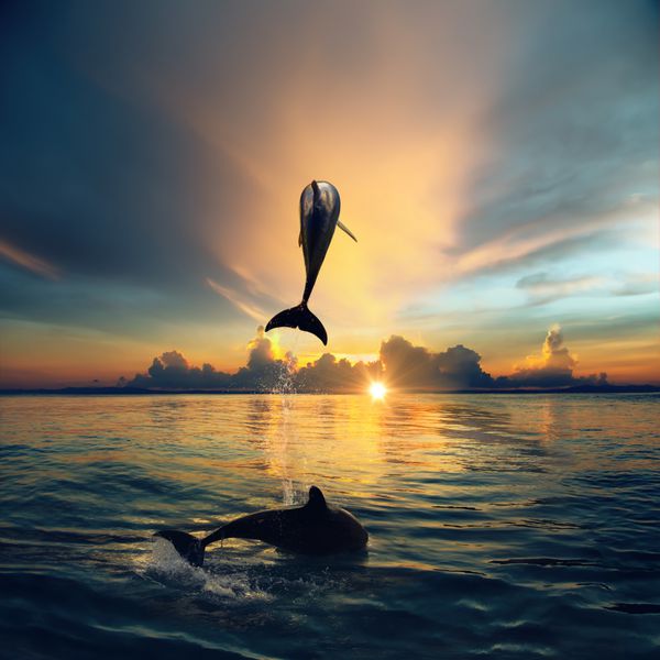 زوج در حال پرش دلفین ها دریای صبح و آسمان طلوع خورشید ابرهای کرمی خورشید درخشان آب درخشان زندگی اقیانوسی