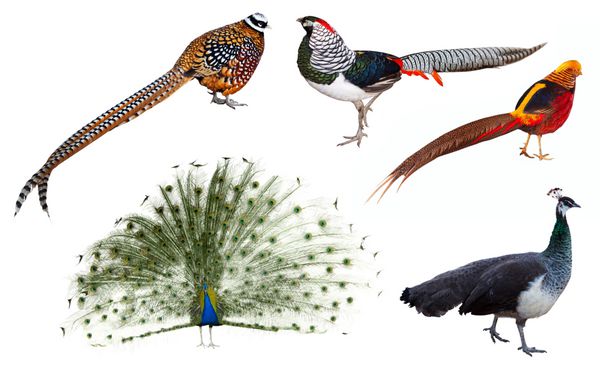 مجموعه ای از پرندگان طاووس هندی و قرقاول نر با زمینه سفید مجزا شده است