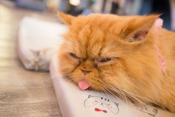 بچه گربه نر نارنجی قرمز گربه نر خمیده در خواب