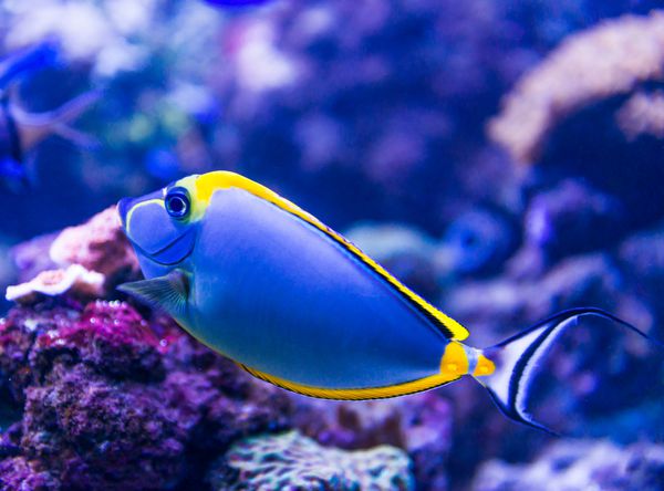 ماهی های رنگارنگ در دنیای آب شور آکواریومی