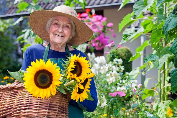 زن مسن شاد با کلاه قهوه ای که سبدهای گل آفتابگردان تازه را در باغ حمل می کند لبخند به دوربین