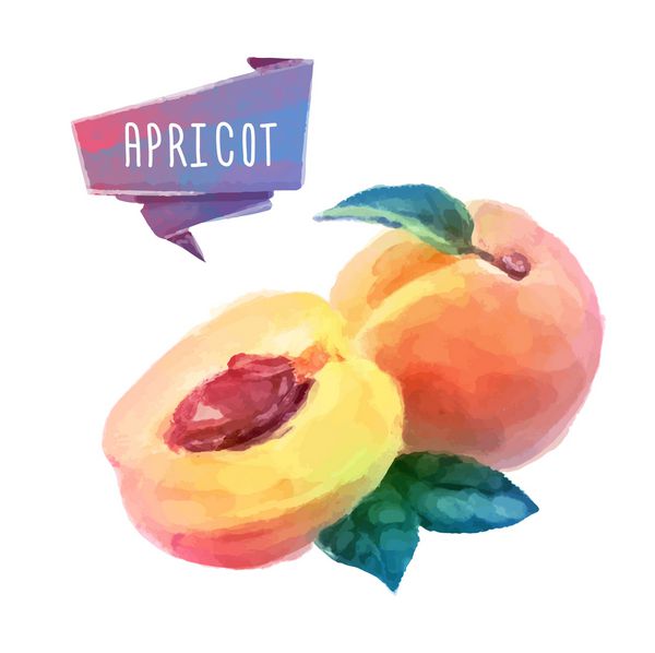 وکتور نقاشی با آبرنگ میوه زردآلو در زمینه سفید