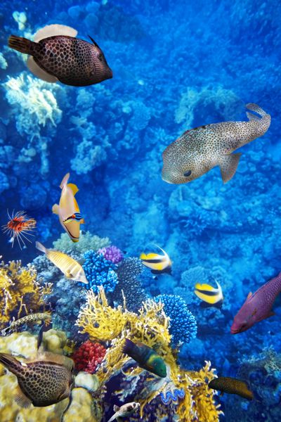 دنیای شگفت انگیز و زیبای زیر آب با مرجان ها و ماهی های گرمسیری