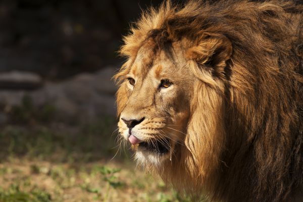 نمای نزدیک f پرتره یک شیر جوان آسیایی زیبا با شکم و زبان باز در زیستگاه طبیعی پادشاه جانوران زیبایی وحشی بزرگترین گربه خطرناک ترین و قدرتمندترین شکارچی جهان