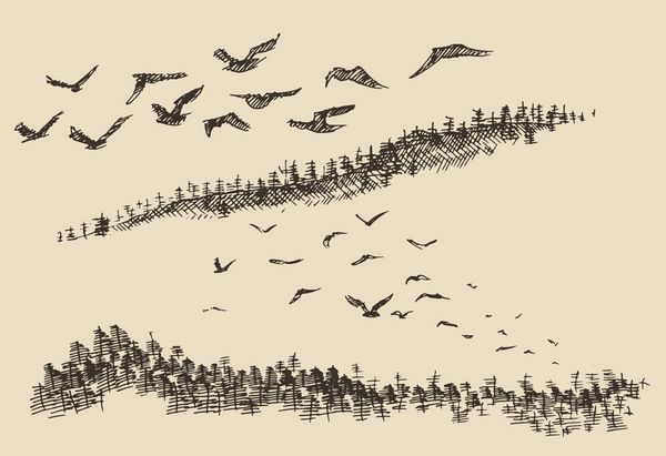 منظره ترسیم شده دستی با پرندگان در حال پرواز و جنگل صنوبر وکتور قدیمی