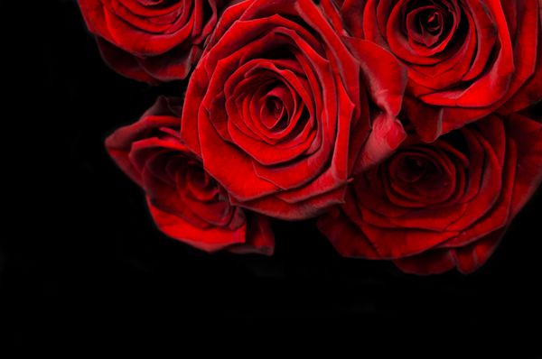 گل رز قرمز زیبا در زمینه مشکی