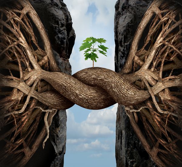 مفهوم رشد وحدت و پل زدن نماد تجاری شکاف به عنوان دو ریشه درخت بر روی صخره ای بلند که با هم ادغام می شوند و با هم پل می شوند تا نهال جدیدی را به عنوان نماد موفقیت و قدرت مشارکت تشکیل دهند