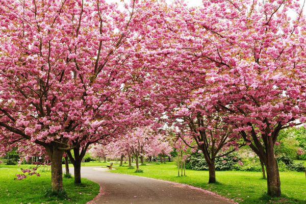 جاده شکوفه های گیلاس