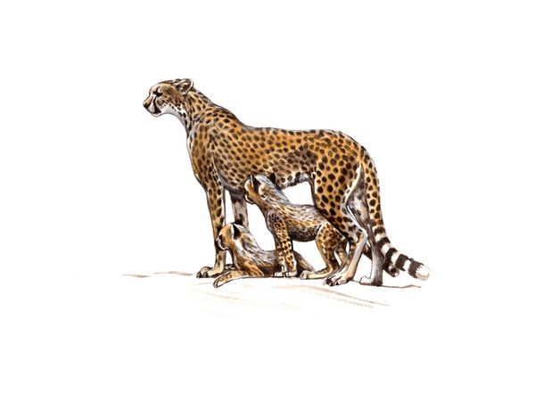 یوزپلنگ acinonyx jubatus ماده با توله