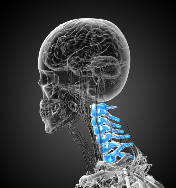تصویر پزشکی رندر سه بعدی از ستون فقرات گردنی - نمای جانبی