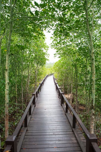 پل راه چوبی در جنگل حرا طبیعی