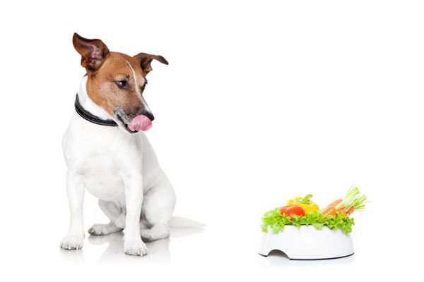 سگ جک راسل با کاسه غذای گیاهی سالم جدا شده در زمینه سفید